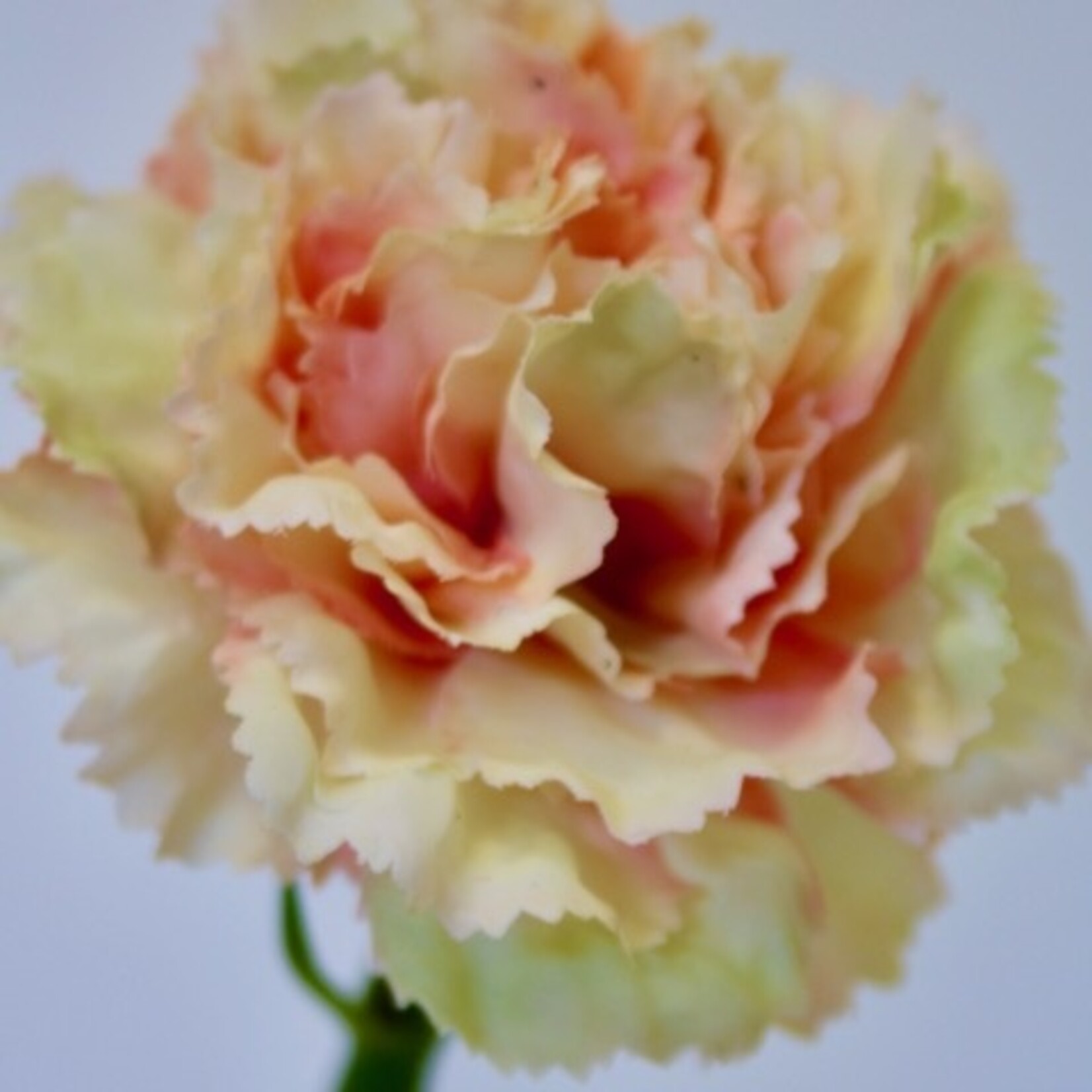 CARNATION| PEACH | 53 CM