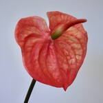 ANTHURIUM  | ORANGE | 65 CM
