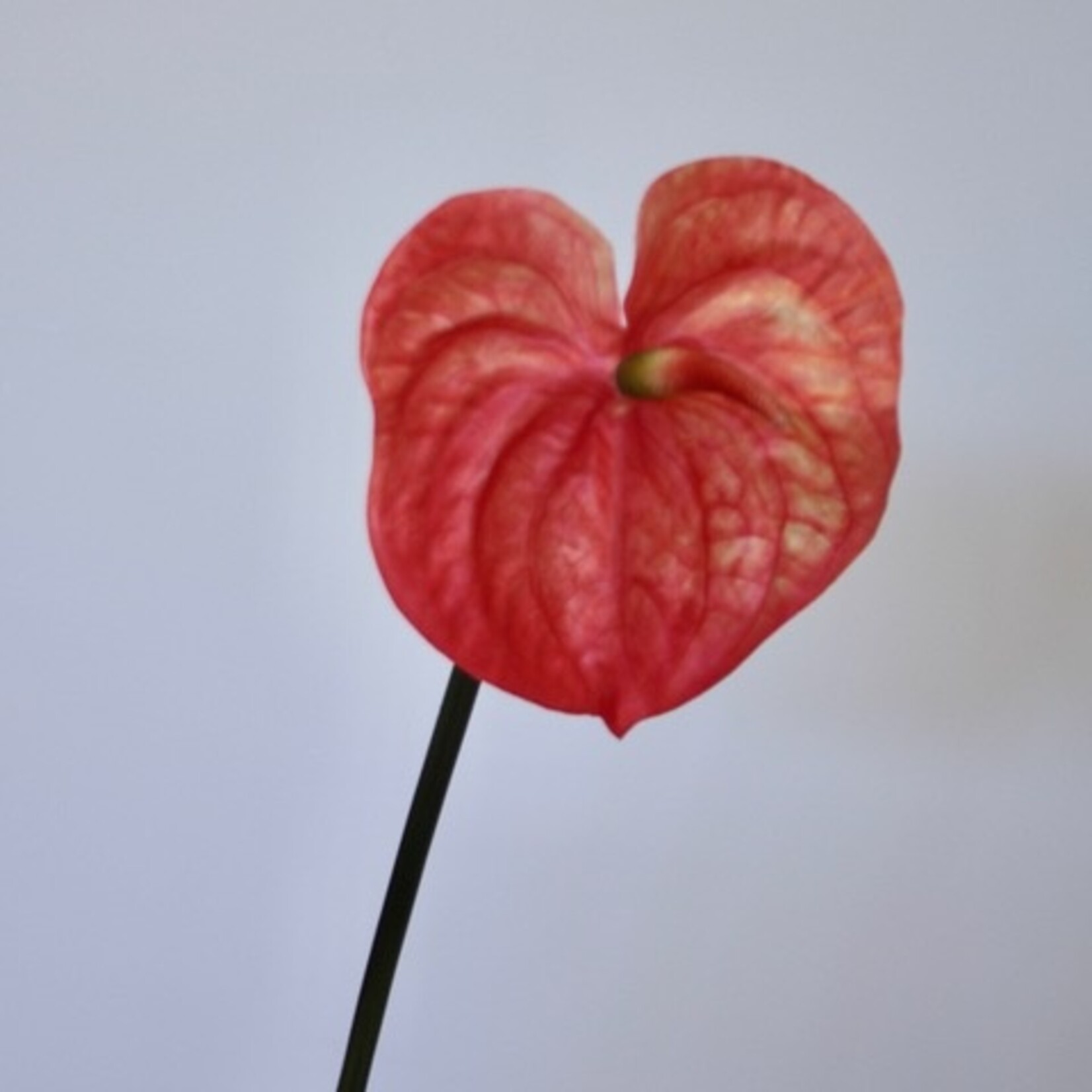 ANTHURIUM  MADURAL ORANGE  | ORANGE | 65 CM