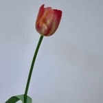 TULP | ROZE ORANJE | 61 CM