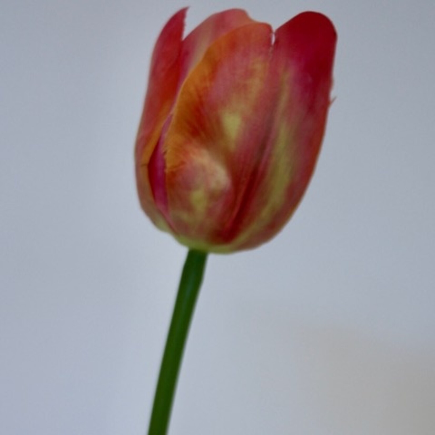 TULIP ORANGE VAN EIJK | PINK ORANGE | 61 CM