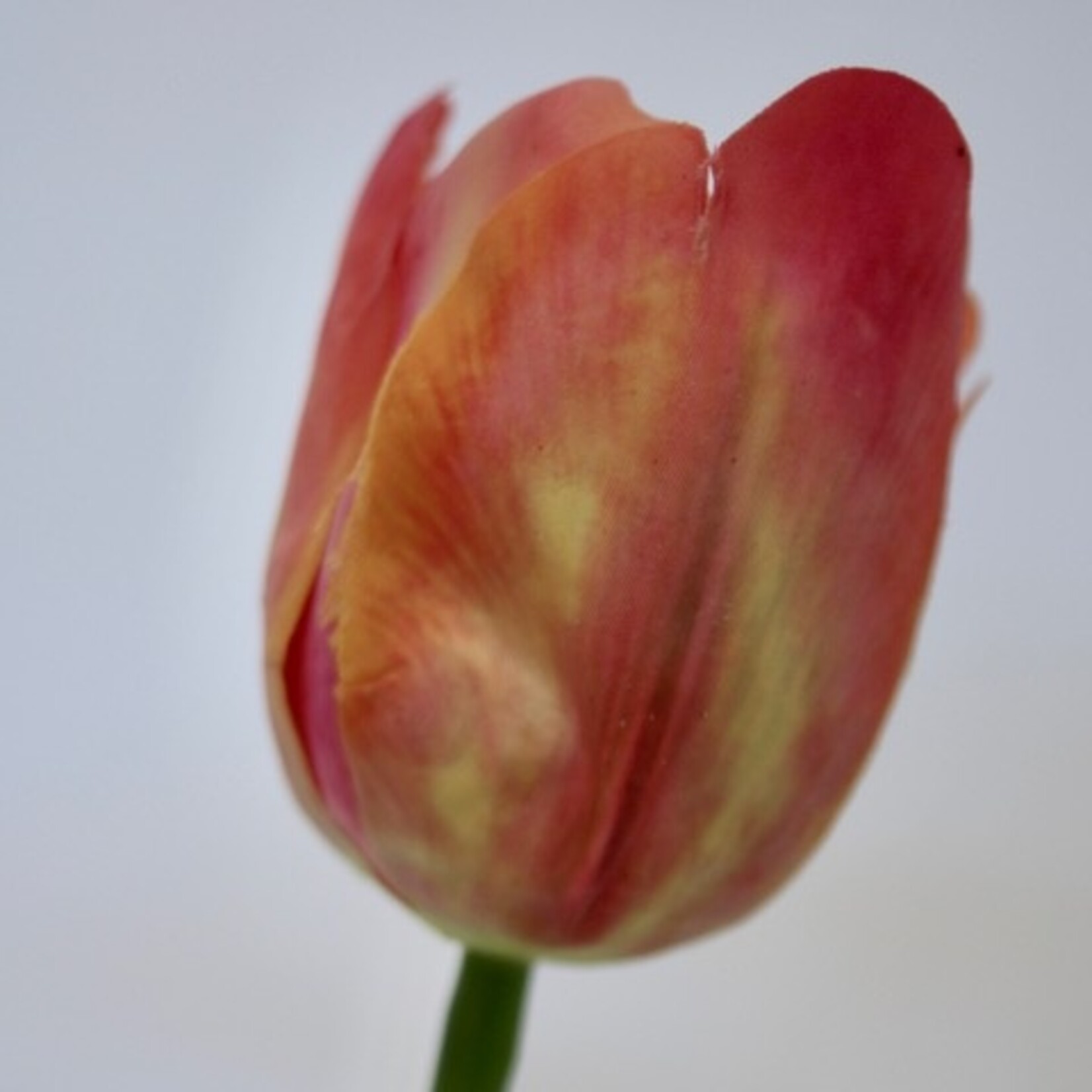 TULIP ORANGE VAN EIJK | PINK ORANGE | 61 CM