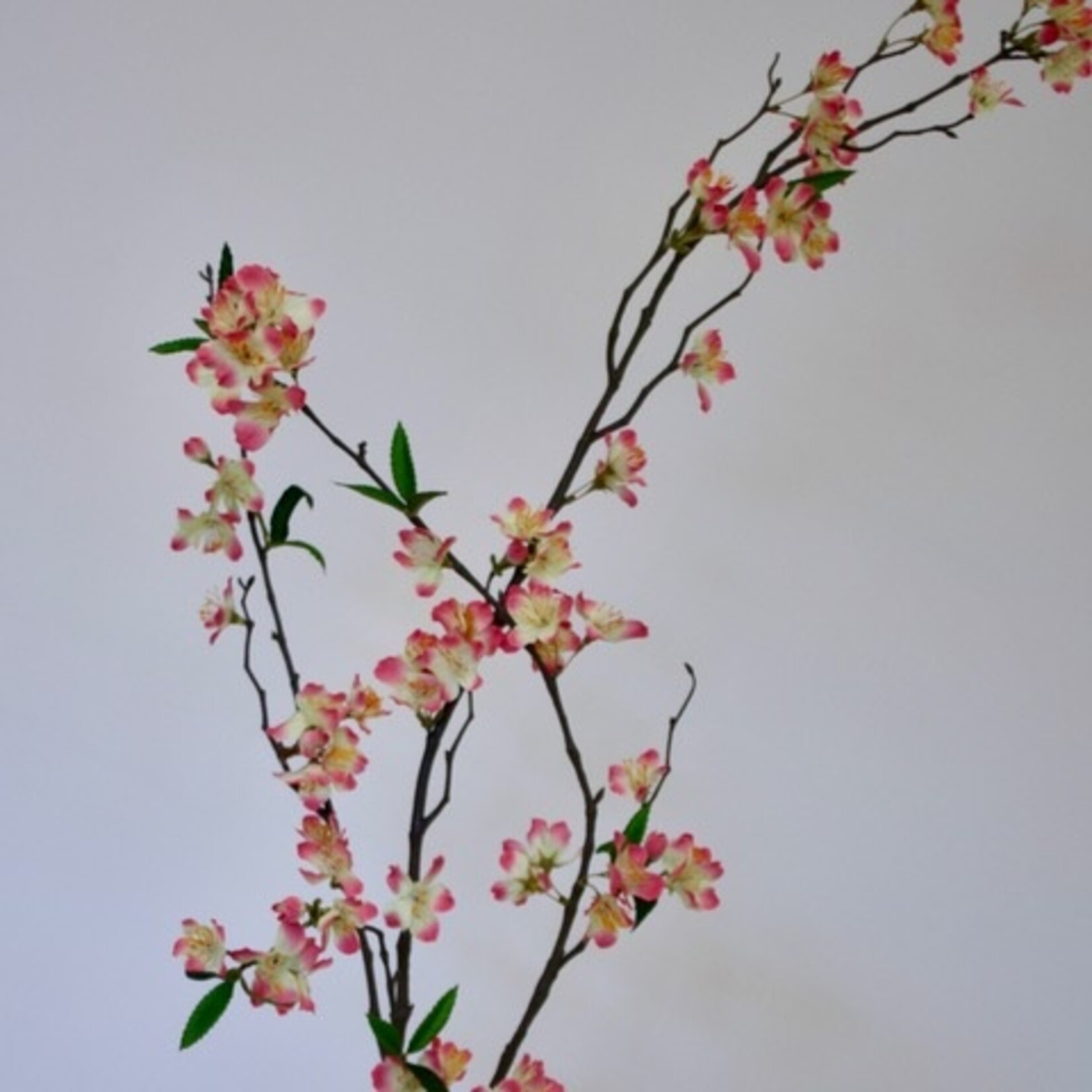 BLOESEM ACCOLADE | ROZE CREME | 110 CM