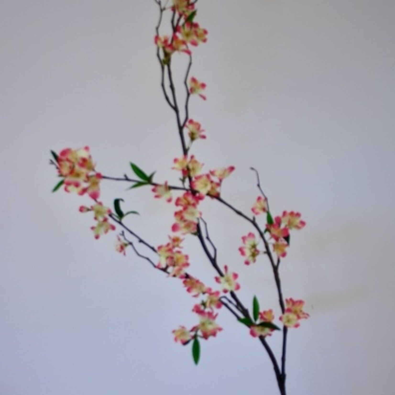BLOESEM ACCOLADE | ROZE CREME | 110 CM