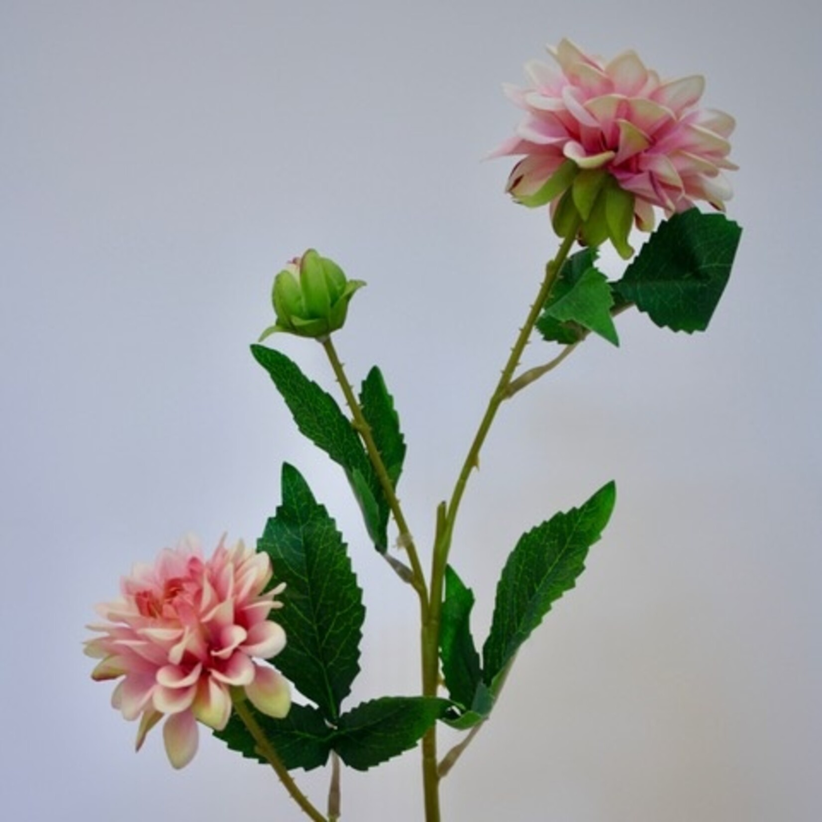 DAHLIA TAK  | LICHT ROZE | 68 CM