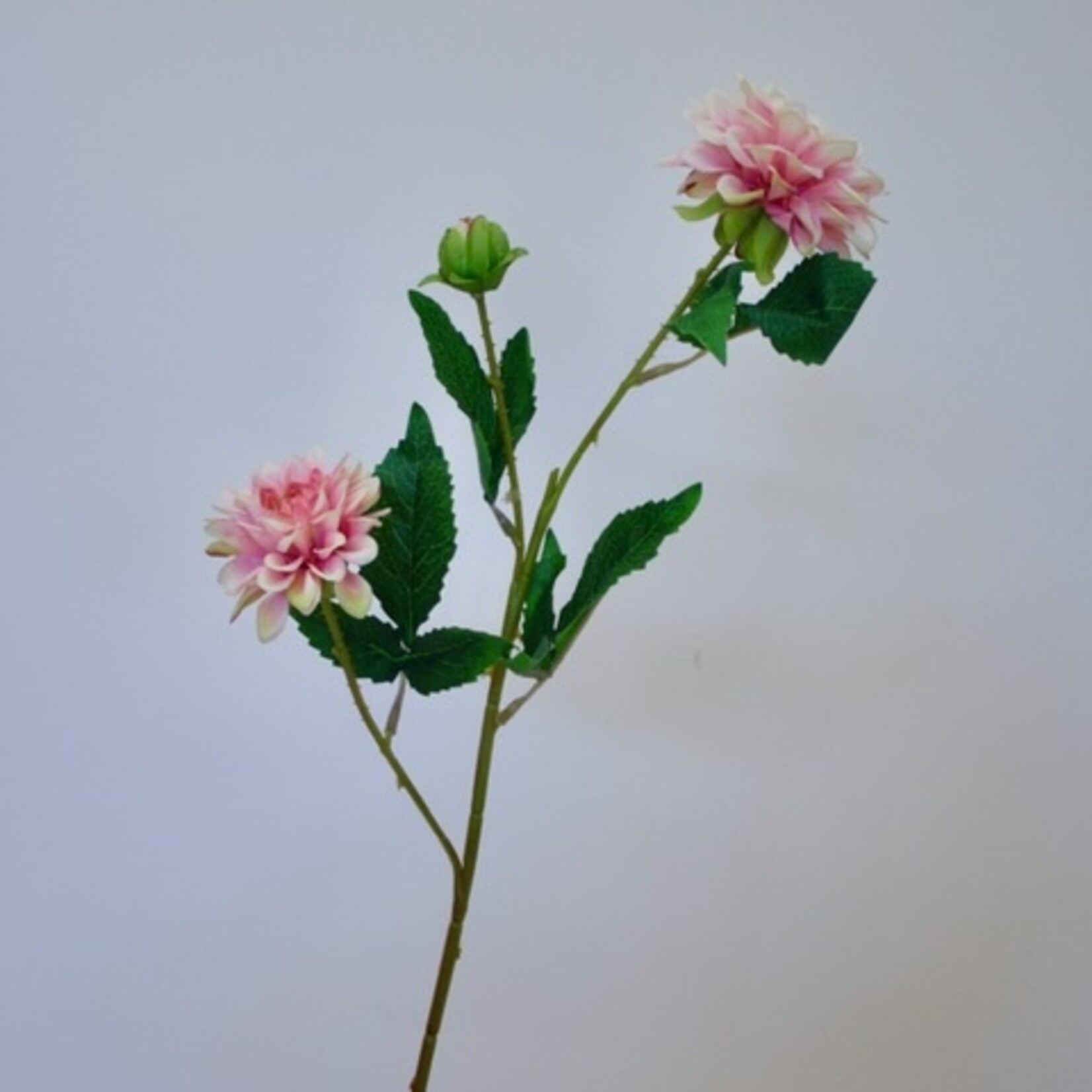 DAHLIA TAK  | LICHT ROZE | 68 CM