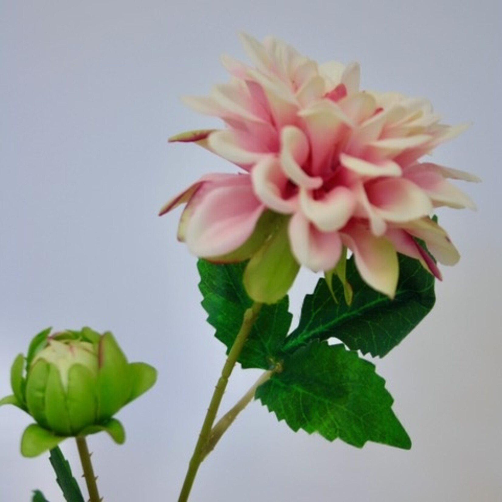 DAHLIA BRANCH | LIGHT PINK |  68 CM
