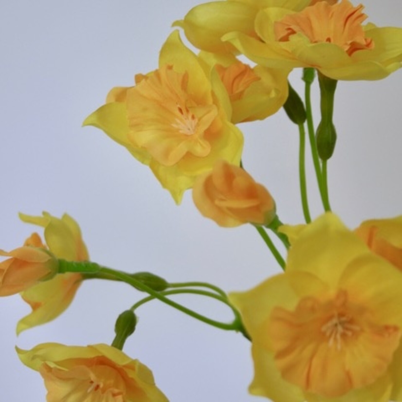 NARCIS BOSJE | GEEL | 38 CM