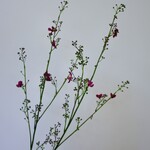 BLOESEM | FUCHSIA | 95 CM
