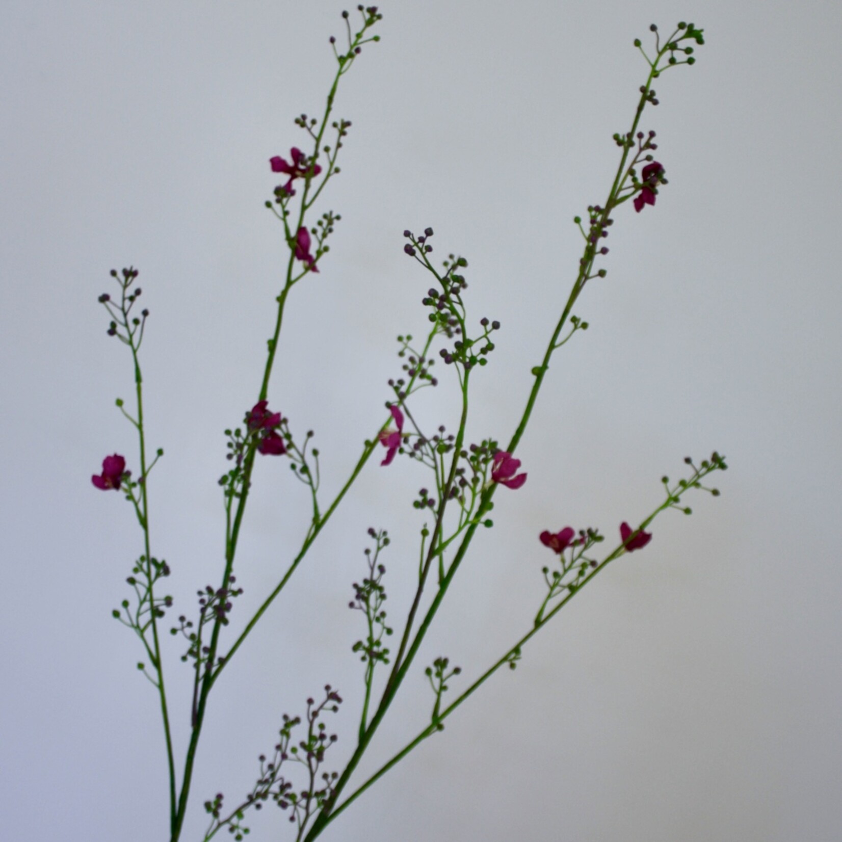 BLOESEM | FUCHSIA | 95 CM