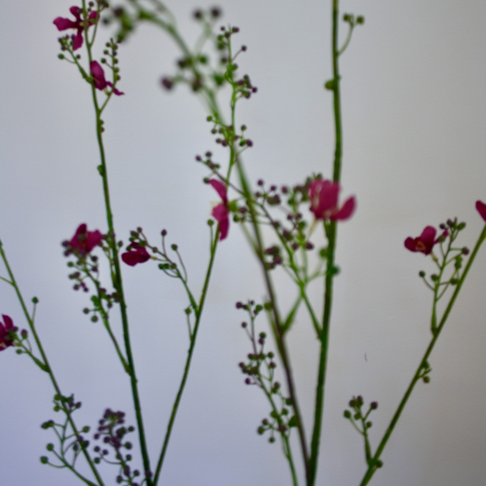 BLOESEM | FUCHSIA | 95 CM