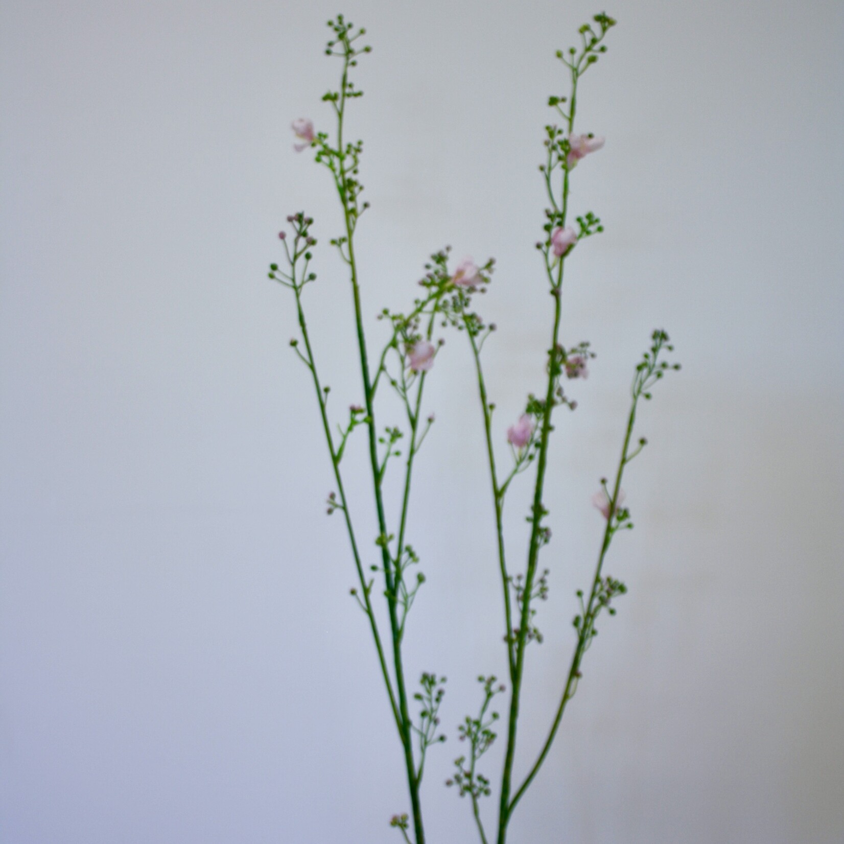 PRUNUS SARGENTII | ROZE | 95 CM