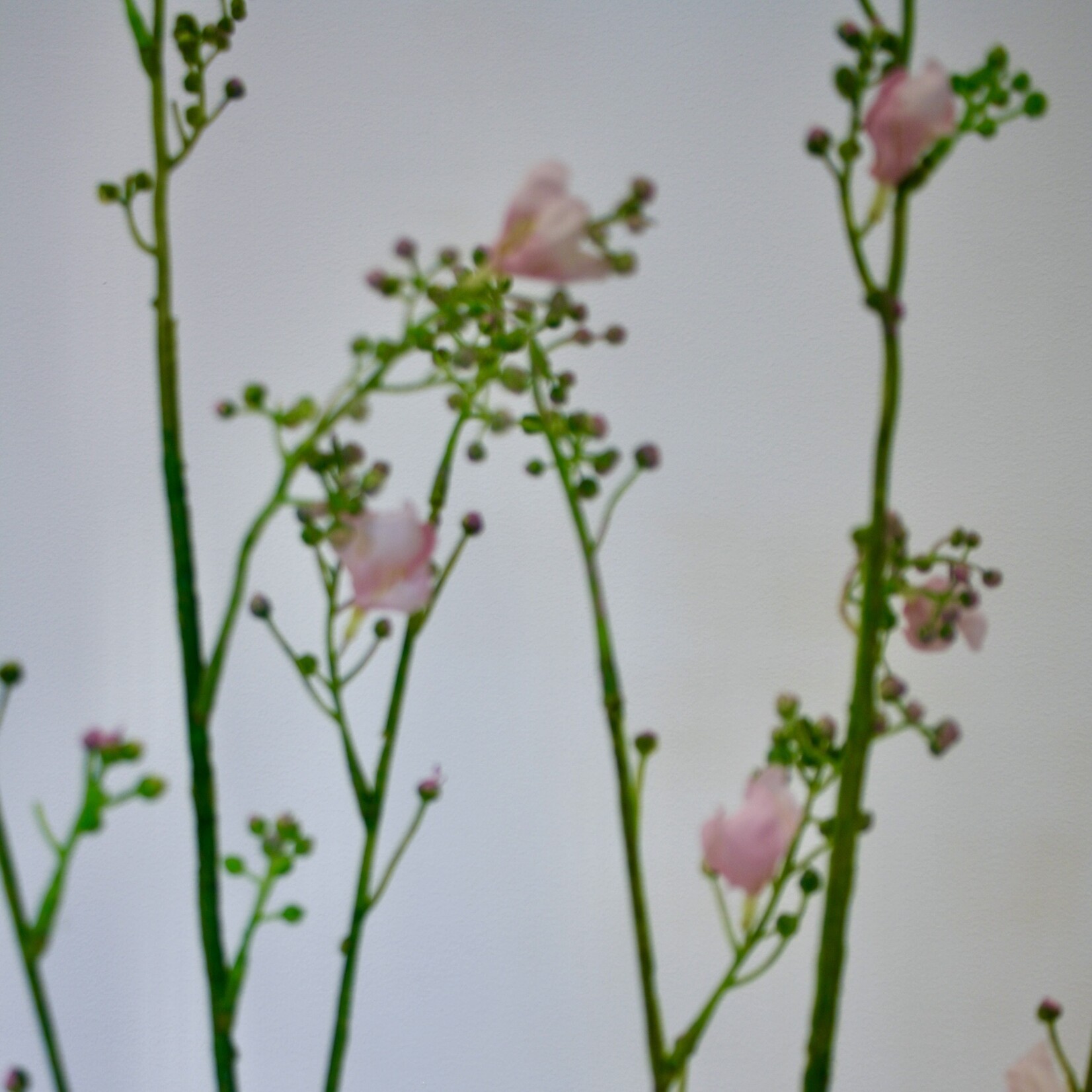 PRUNUS SARGENTII | ROZE | 95 CM