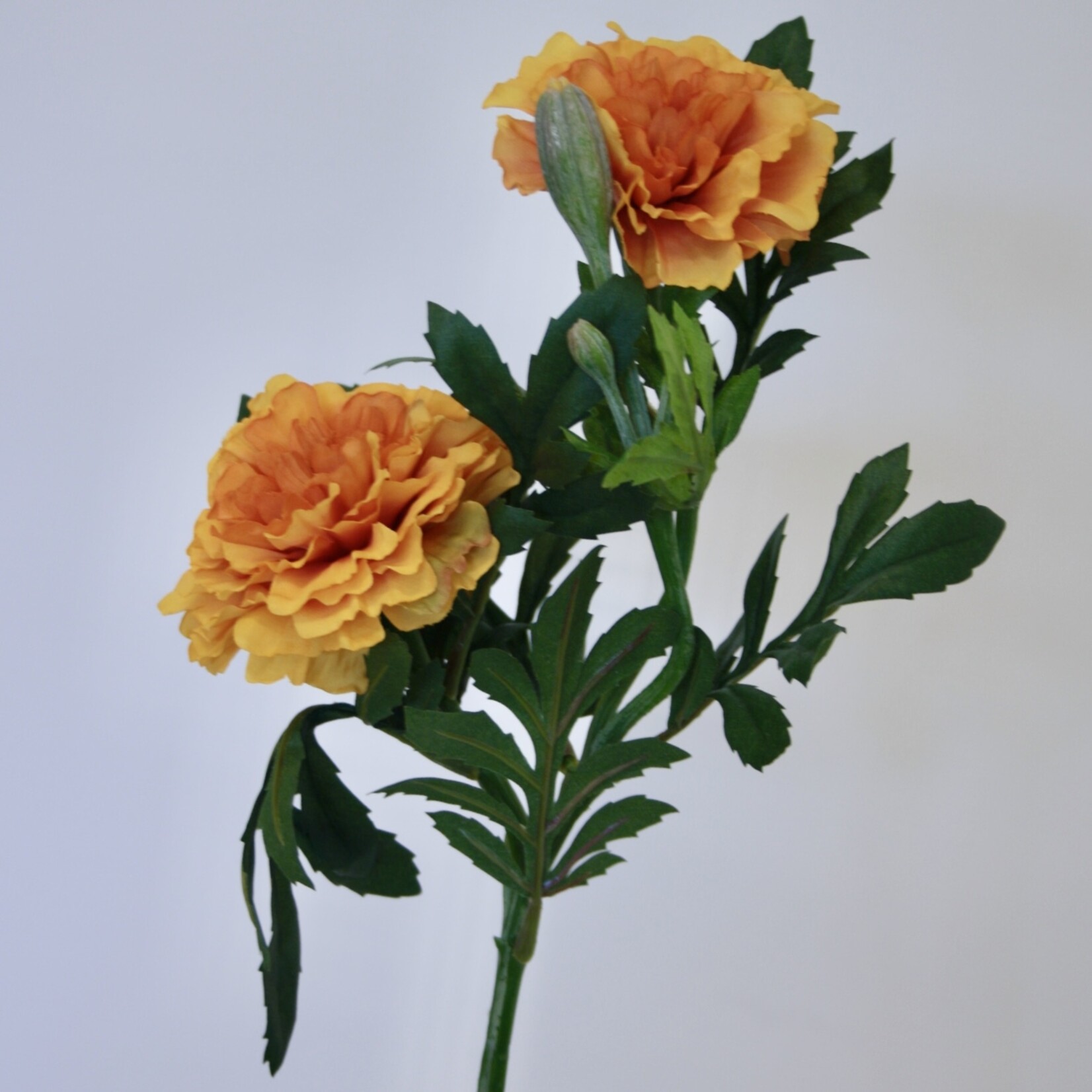 AFRIKAANTJE  | ORANJE | 55 CM
