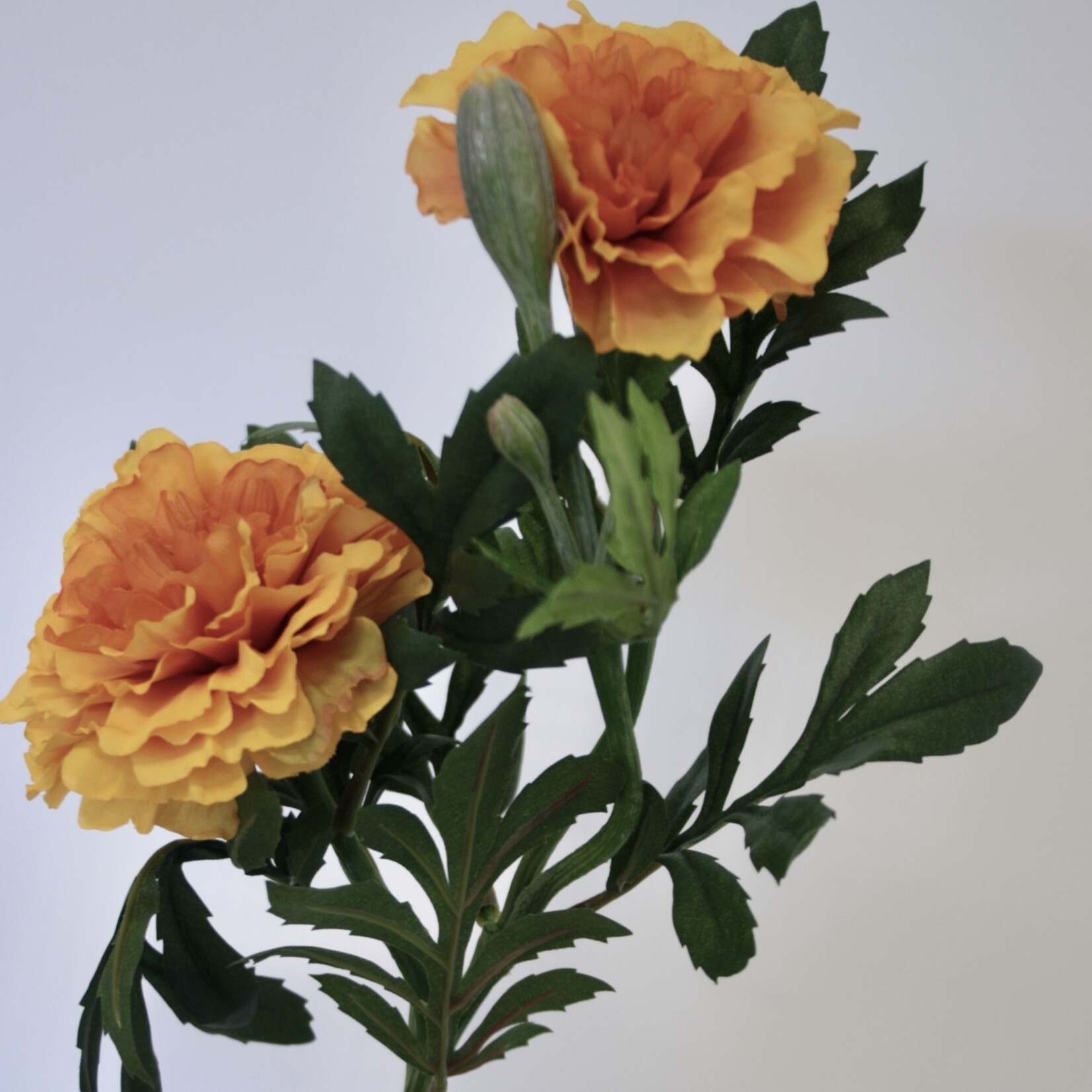 AFRIKAANTJE  | ORANJE | 55 CM