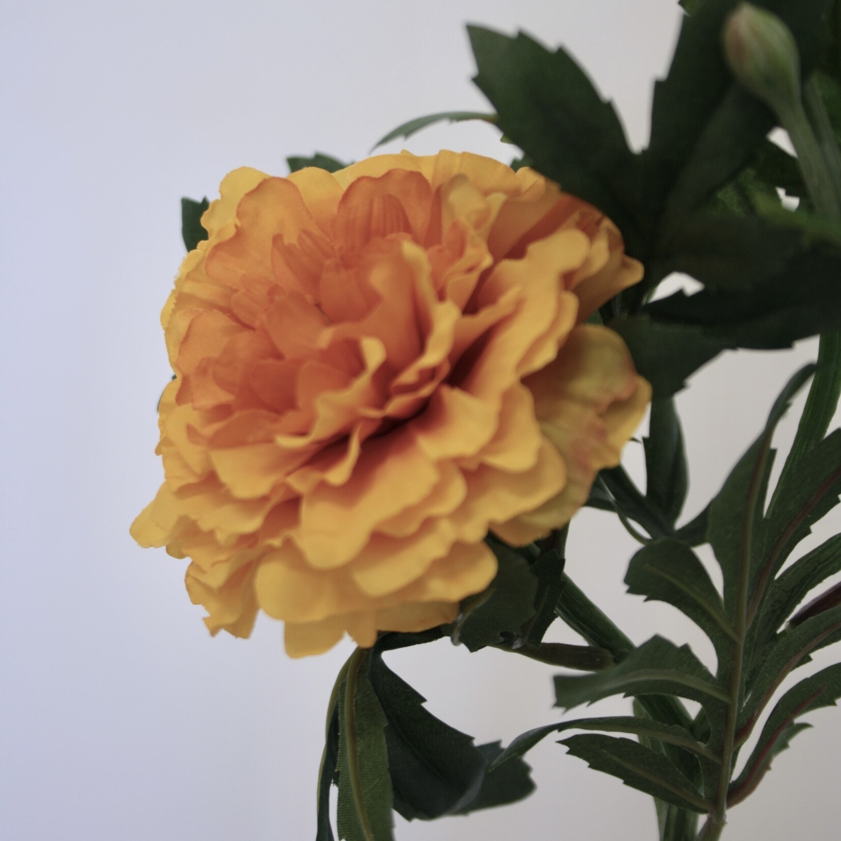 AFRIKAANTJE  | ORANJE | 55 CM