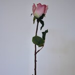 ROSE | PINK | 68 CM