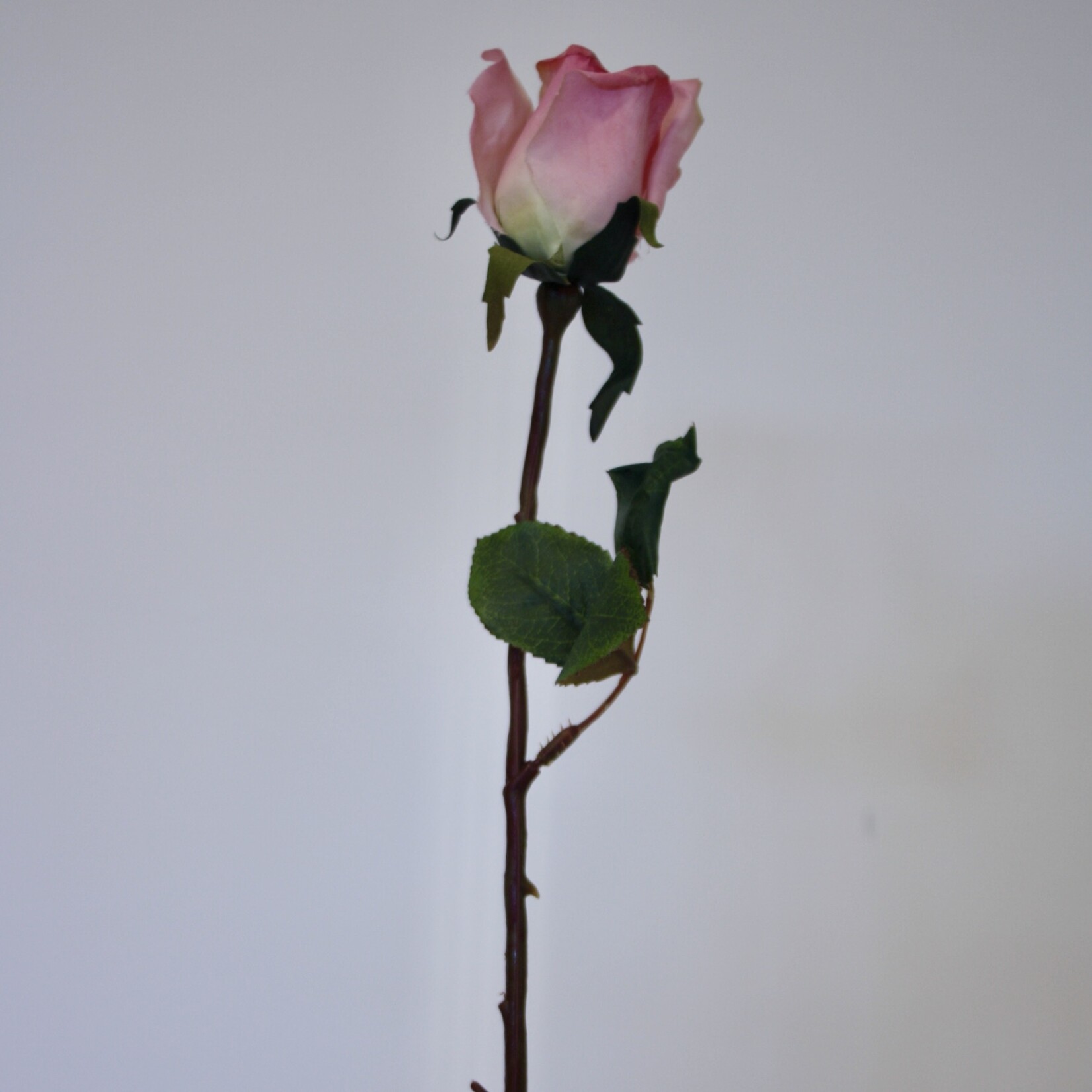 ROSE ROSA | PINK | 68 CM