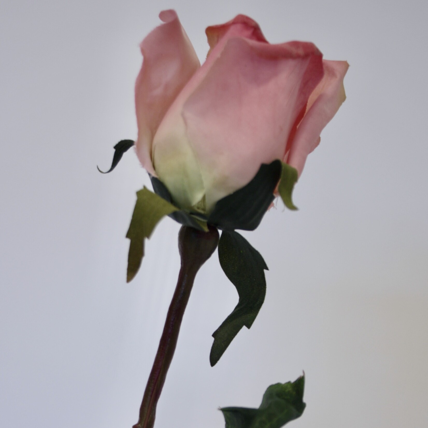 ROSE ROSA | PINK | 68 CM
