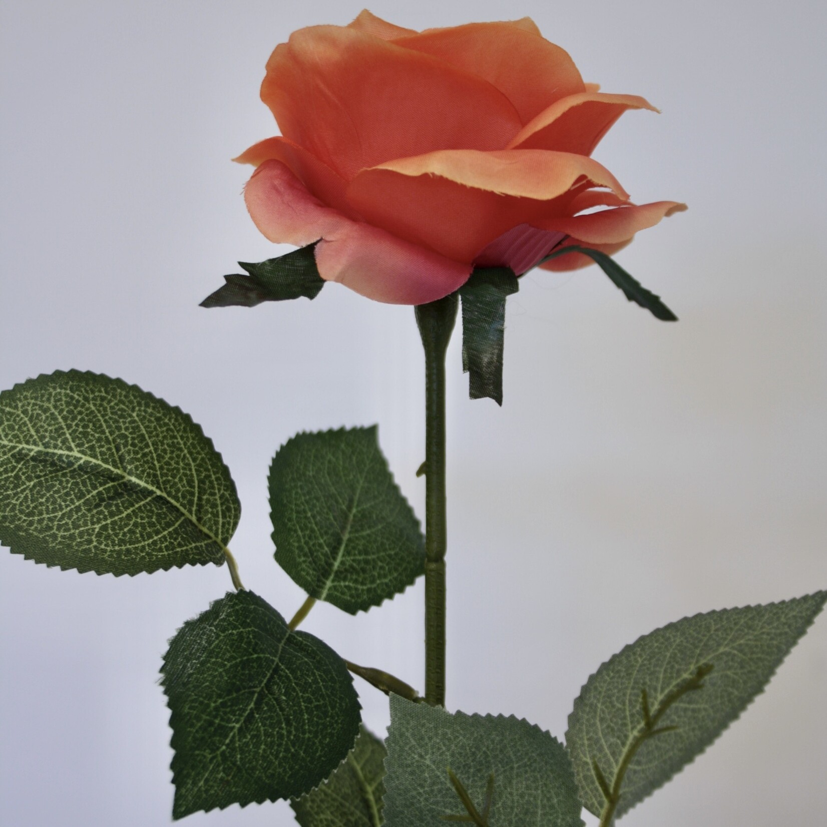 ROSE CORAL LIONS | CORAL | 66 CM