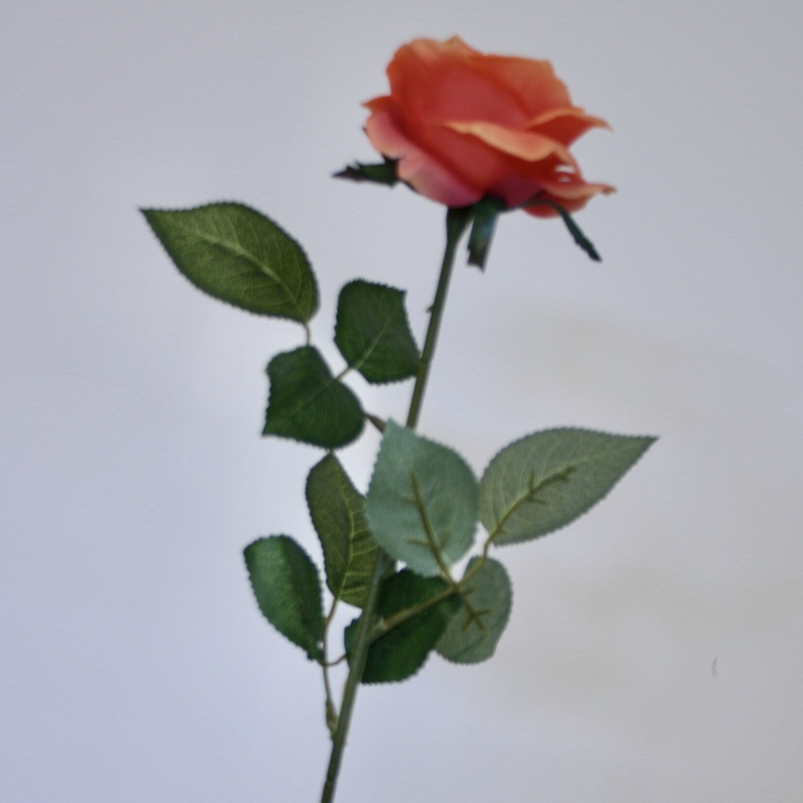 ROSE CORAL LIONS | CORAL | 66 CM