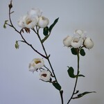 TROSROOS | WIT | 65 CM