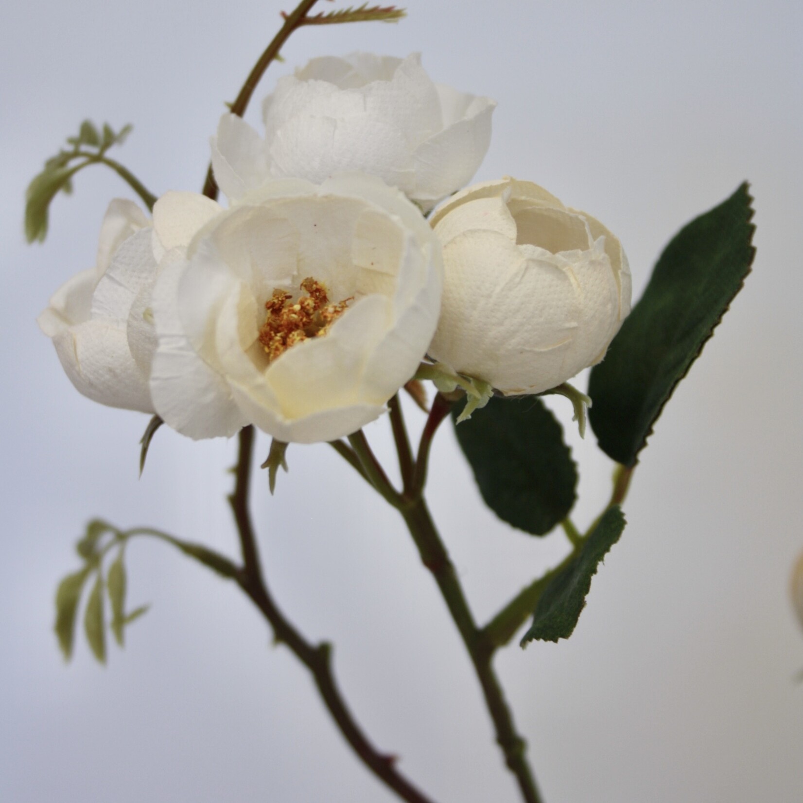 TROSROOS BONICA | WIT | 65 CM