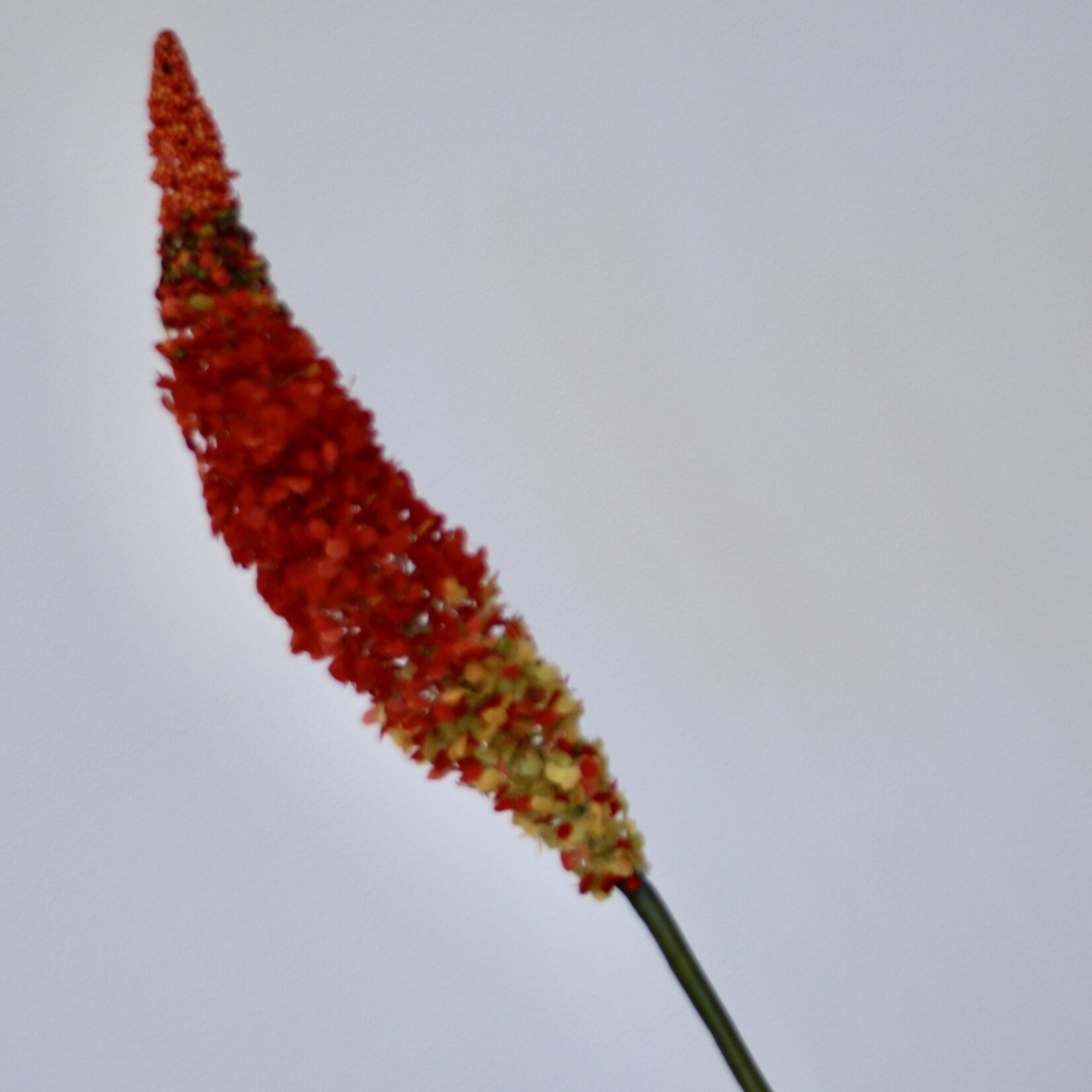 VOSSENSTAART | ROOD | 70 CM