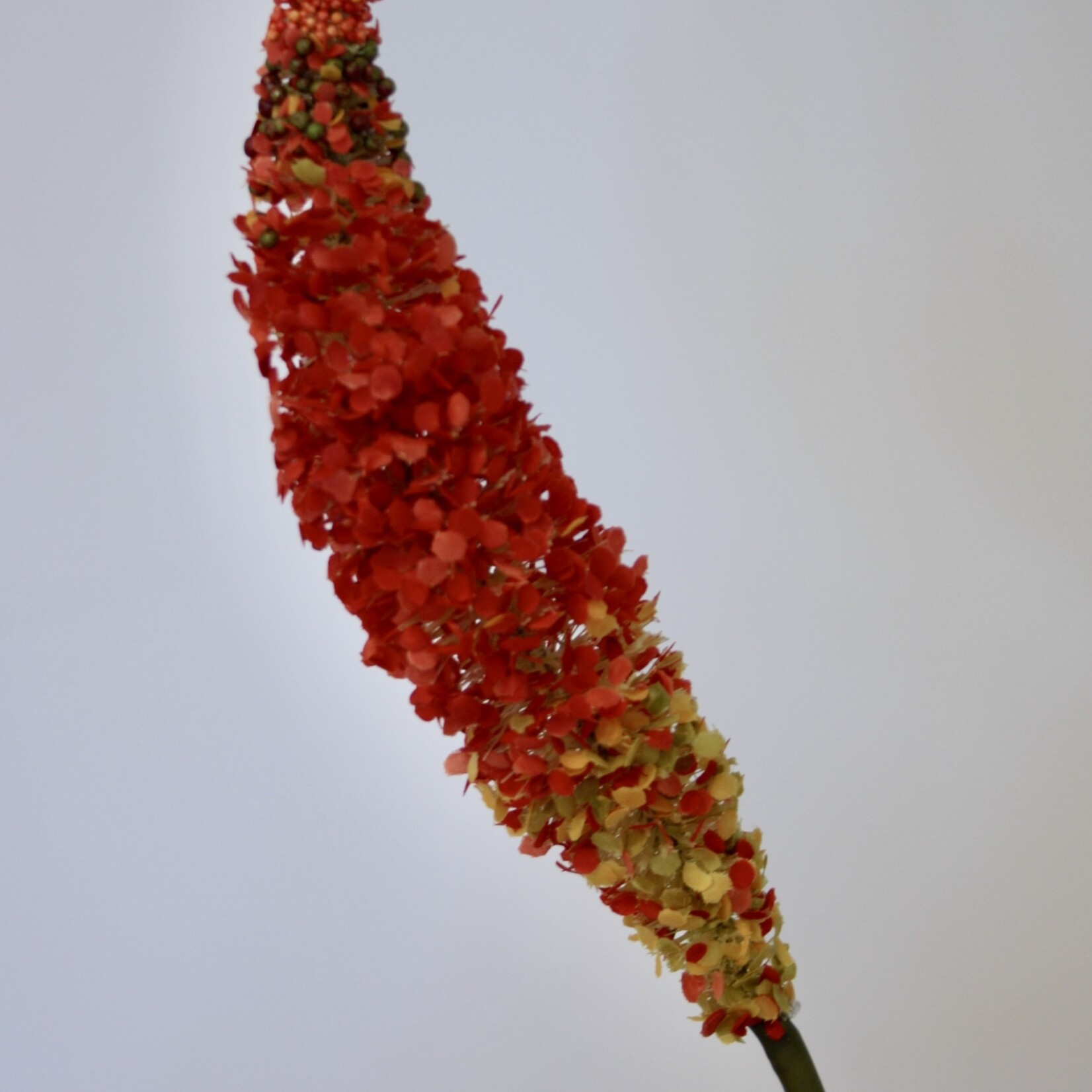 VOSSENSTAART | ROOD | 70 CM