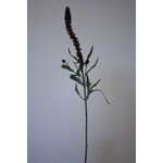 PUNCTATA | BURGUNDY | 70 CM