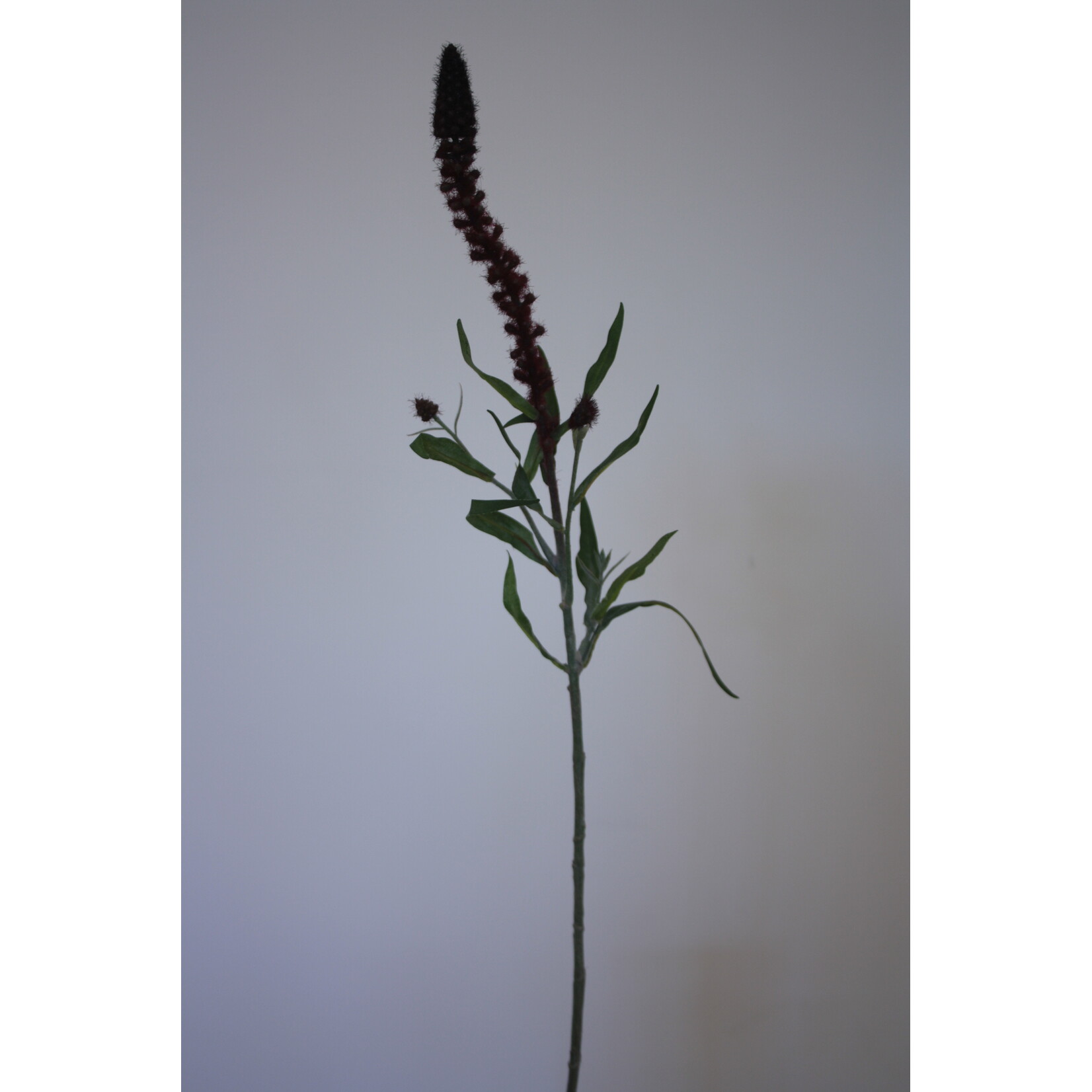 PUNTWEDERIK | BORDEAUX | 70 CM