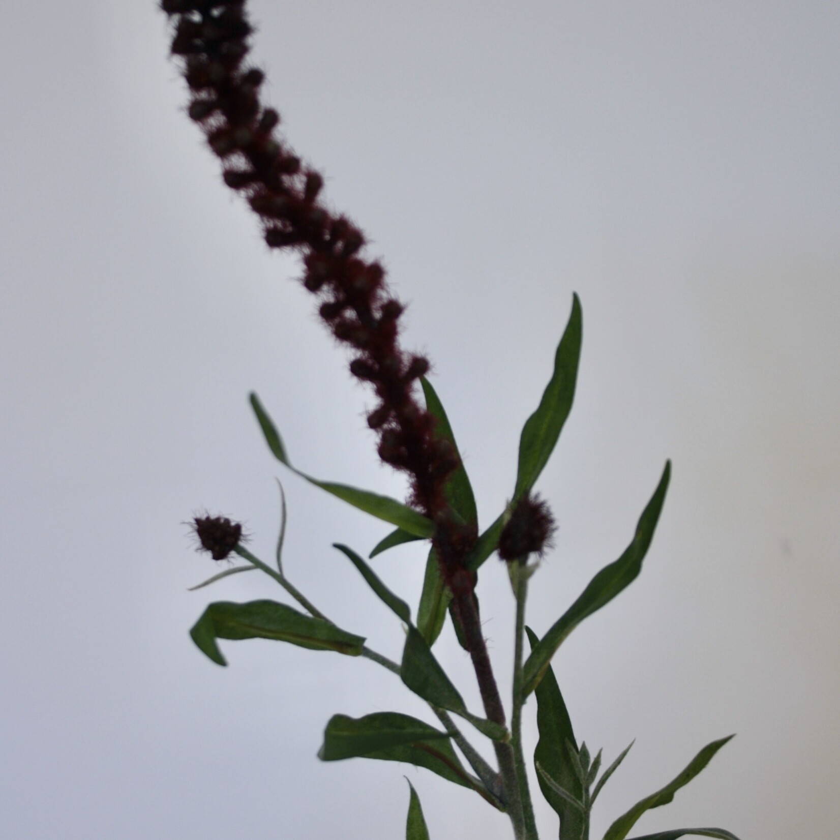 PUNCTATA | BURGUNDY | 70 CM