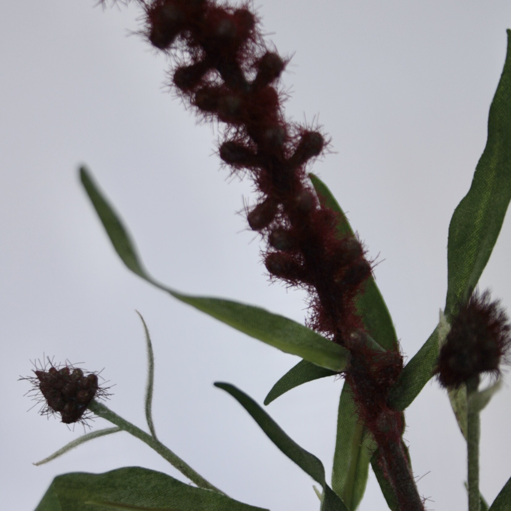 PUNCTATA | BURGUNDY | 70 CM