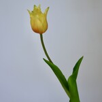 TULP | GEEL | 40 CM