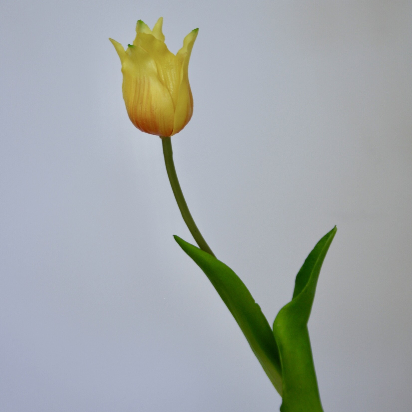 TULIP PRETTY LOVE | YELLOW | 40 CM