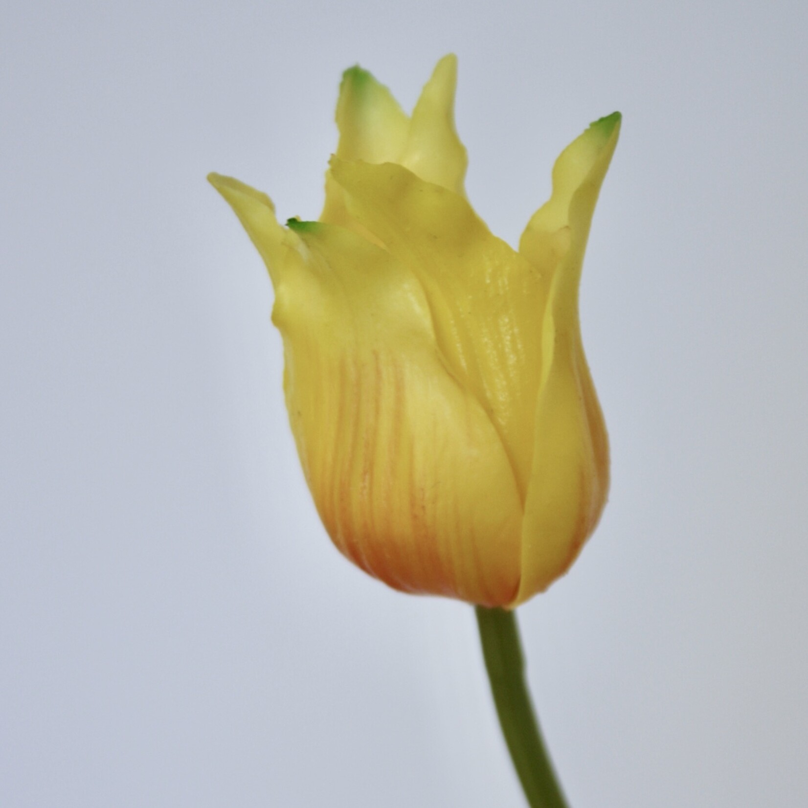 TULP PRETTY LOVE  | GEEL | 40 CM