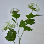 VIBURNUM | WHITE GREEN | 70 CM