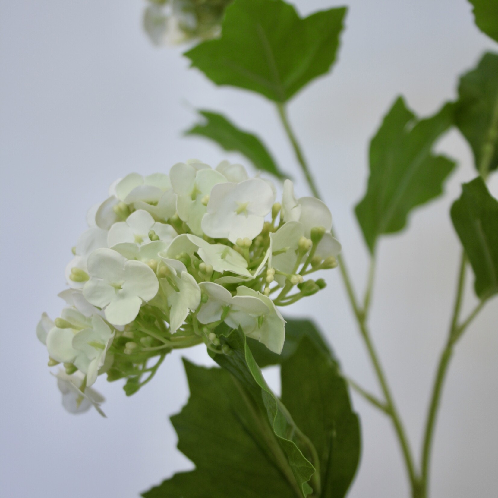 VIBURNUM | WHITE GREEN | 70 CM