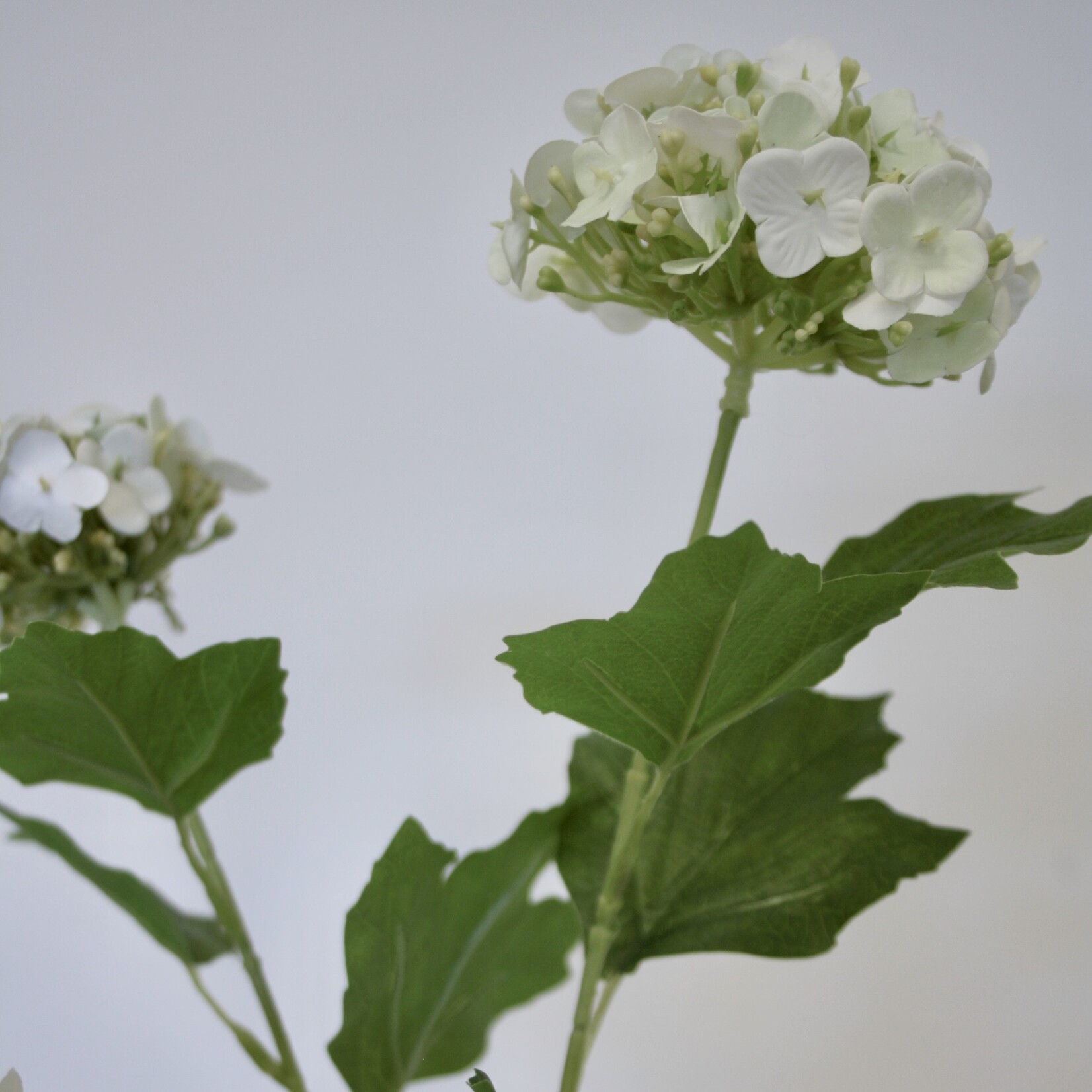 VIBURNUM | WHITE GREEN | 70 CM