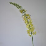 EREMURUS | GEEL | 106 CM