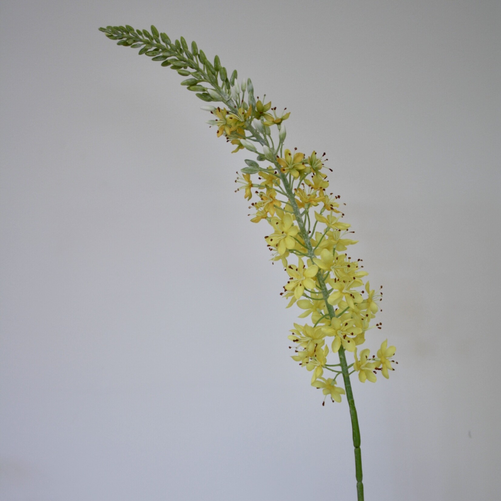 EREMURUS TAPDANCE | YELLOW | 106 CM