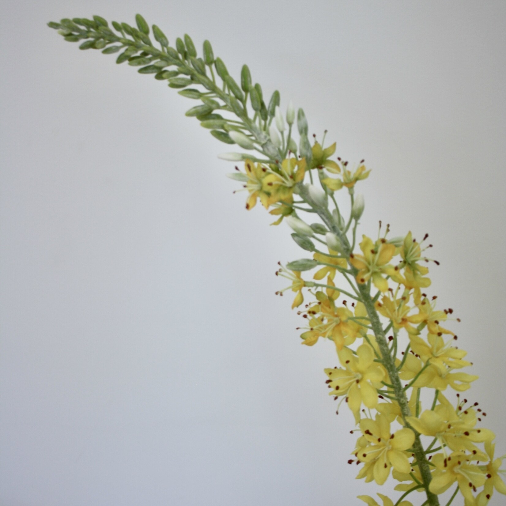EREMURUS TAPDANCE | GEEL | 106 CM