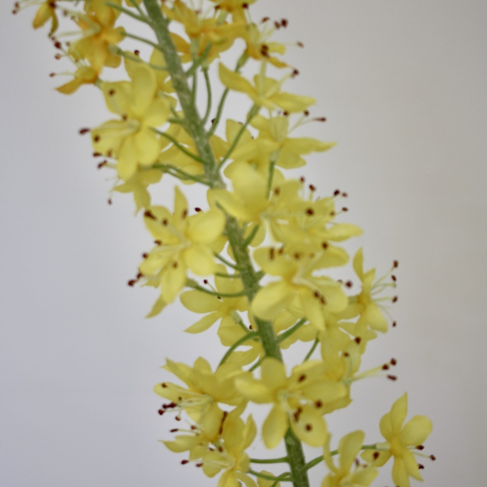 EREMURUS TAPDANCE | YELLOW | 106 CM