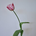 TULIP | PINK | 61 CM