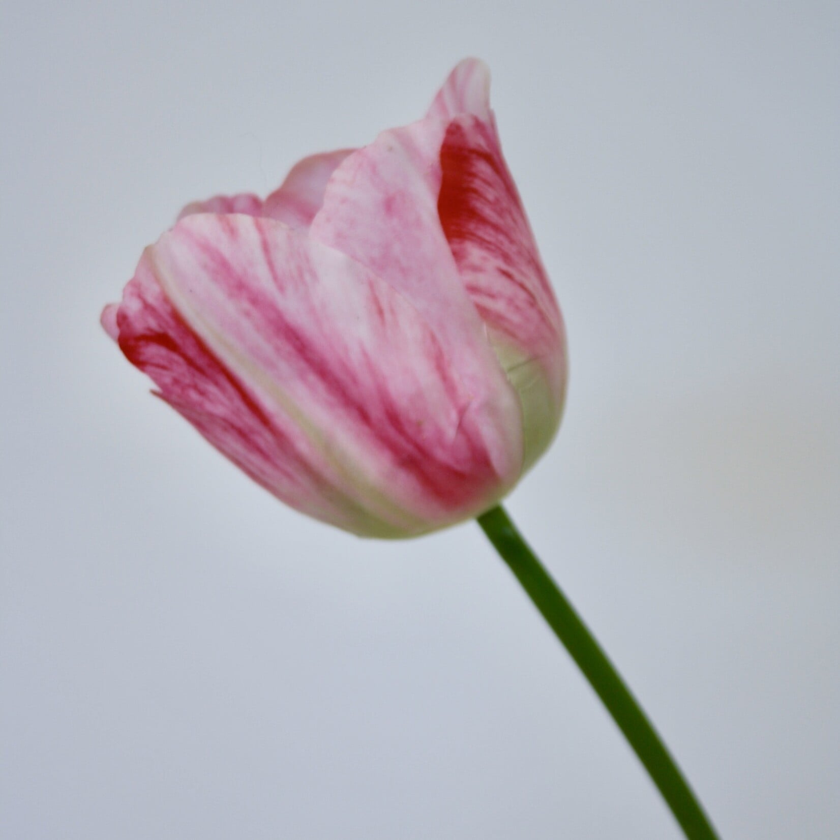 TULIP MYSTIC VAN EIJK | PINK | 61 CM