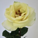 ROSE | YELLOW | 68 CM