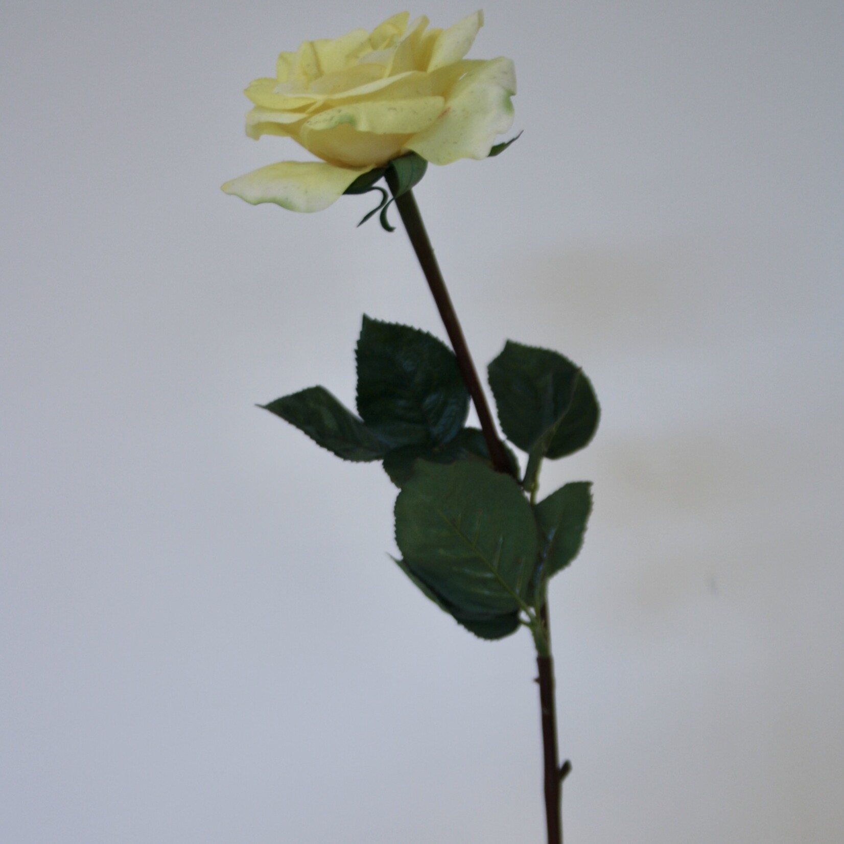 ROOS OTHELLO | GEEL | 68 CM
