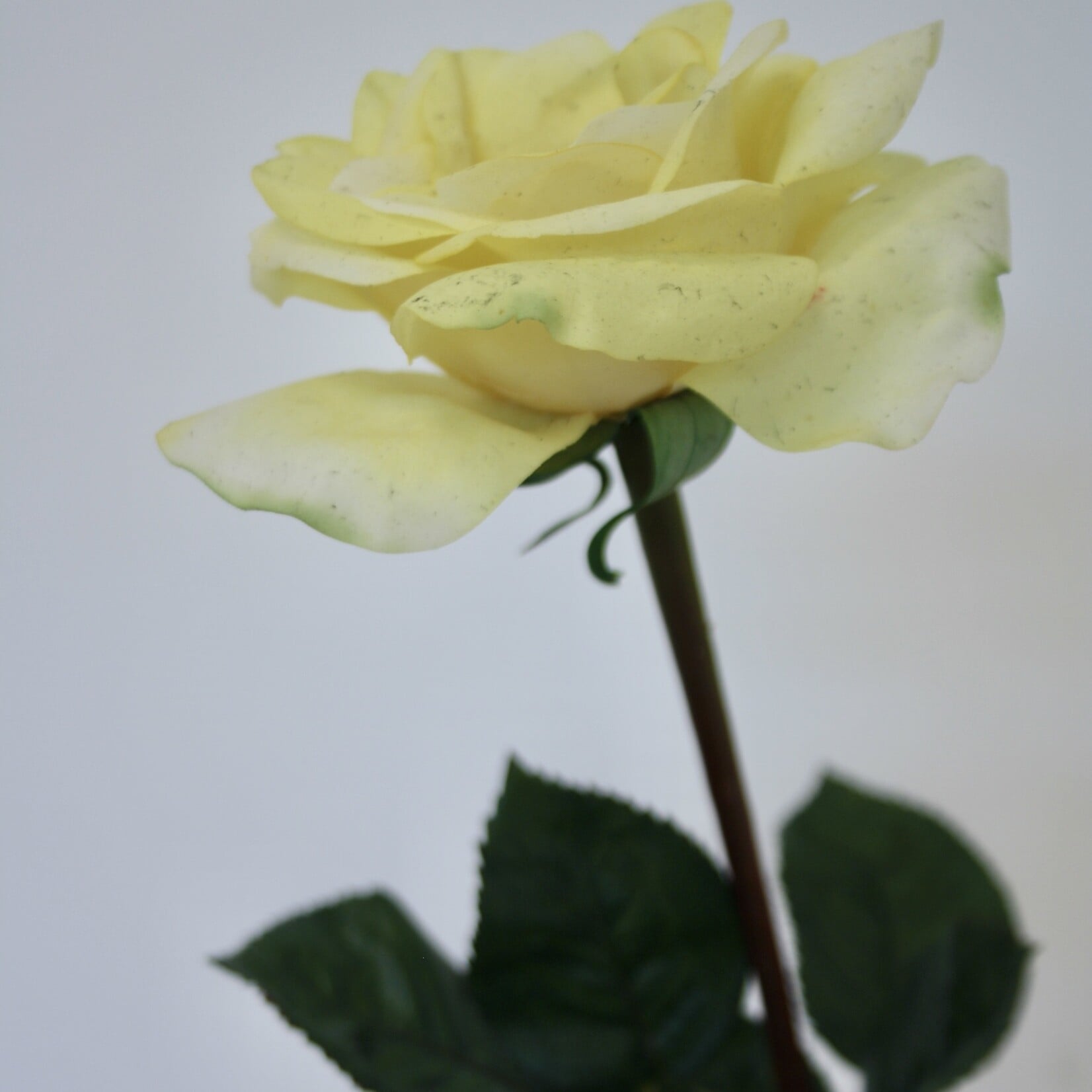 ROSE OTHELLO | YELLOW | 68 CM