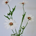 OX EYE DAISY | WHITE | 60 CM