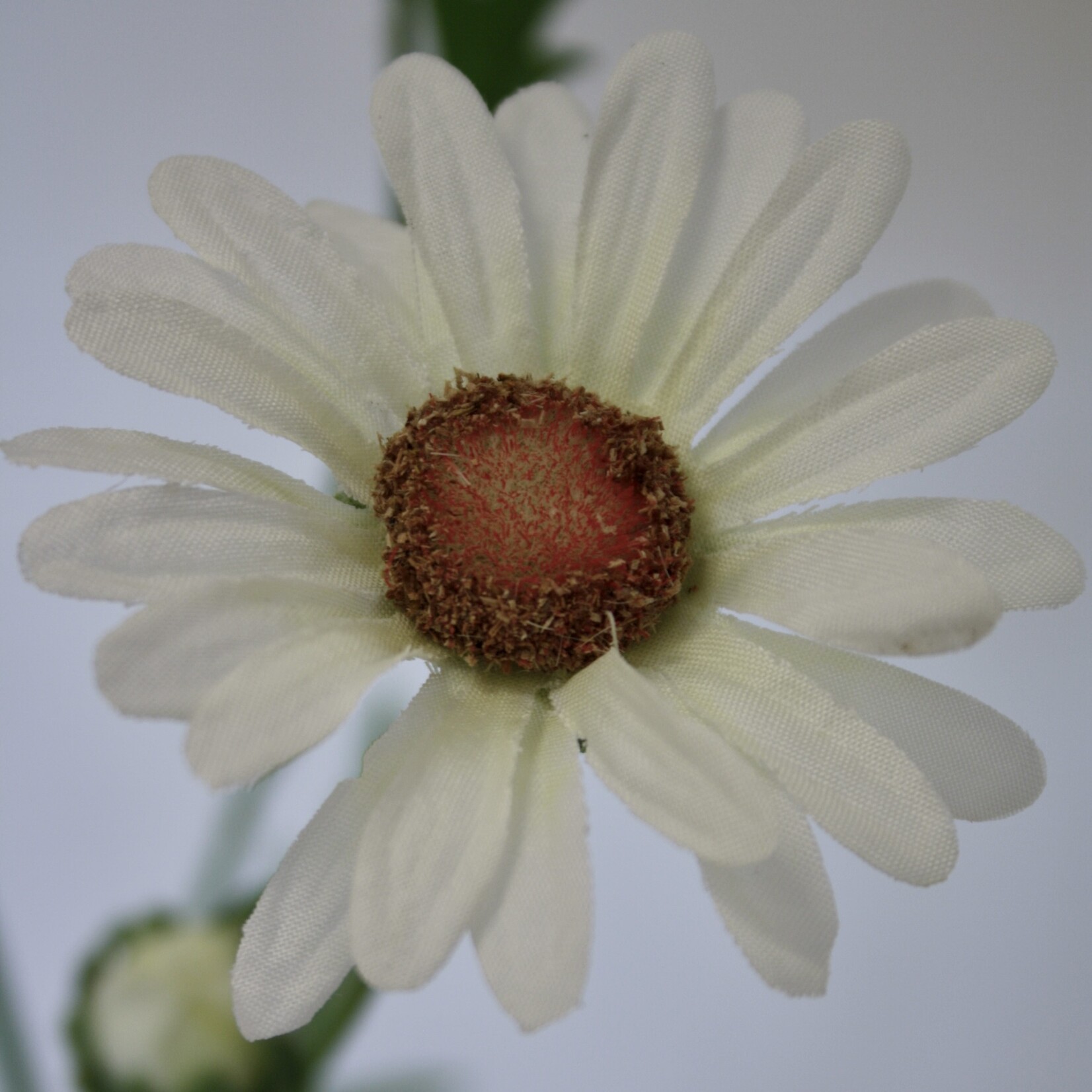 OX EYE DAISY MAIKONIGIN | WHITE | 60 CM